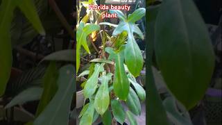 Florida beauty plant viral shorts beautyful plant [upl. by Heinrick]