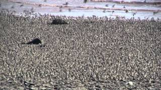 Flight of the Sandpipers Dorchester NB [upl. by Bullock456]