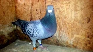 JELLE JELLEMA pigeon [upl. by Dnamron772]