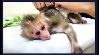 Exploited Pet Monkey Elly [upl. by Ettennod584]