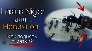 Как поднять Lasius Niger с матки  Видео для новичков [upl. by Montague]