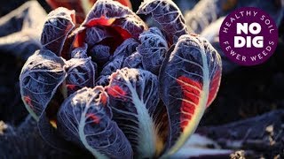 Grow chicory for beautiful hearts of radicchio dense and bittersweet or for chicons [upl. by Ecaj]