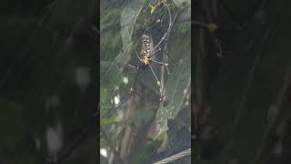 Nephila pilipes [upl. by Yeznil624]