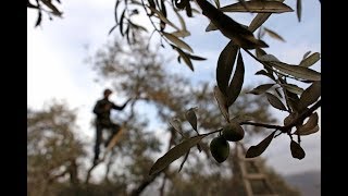 Palestinian cookbook celebrates a culture without a country [upl. by Gotthard]