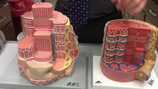 Skeletal Muscle Fiber  Cross Section  Components [upl. by Nahaj397]