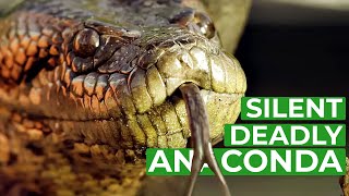 Anaconda  The Silent Killer  Free Documentary Nature [upl. by Rasia]