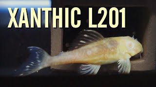 My SUPER RARE Xanthic L201 Snowball Plecos [upl. by Enoed]