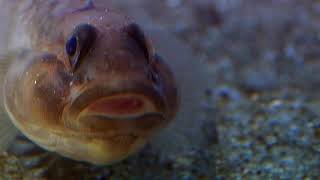 Cnidarians  Anemone Catches Goby [upl. by Ehrenberg]