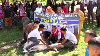 IBADAH KORBAN DI KEMBOJA EZ QURBAN [upl. by Ailin]