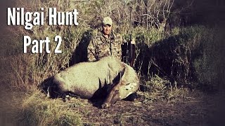 Nilgai Hunting in South Texas  Part 2 [upl. by Lleryt]