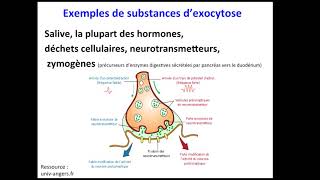 Exocytose [upl. by Frick]