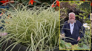 CAREX OU LAÎCHES DES HERBES DÉCORATIVES QUI NE SONT PAS DES GRAMINÉES… Le Quotidien du Jardin N°275 [upl. by Riffle]