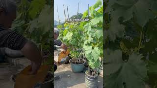 Special Organic Fertilizer for Grapes grape fertilizer organic rurallife garden vegetables [upl. by Grimbal]