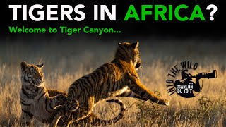 Tigers in Africa You read that right [upl. by Nhguavahs]