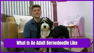 What Is An Adult Bernedoodle Like [upl. by Hamel]