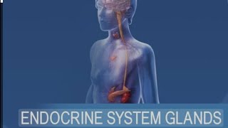 Human Organ System Endocrine system [upl. by Sheldon]