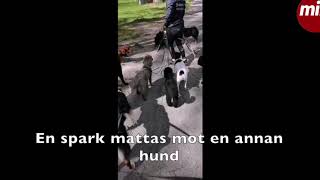 Här dras hunden upp i kopplet och slängs ned i marken [upl. by Tucky]