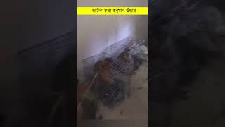 আটক করা হনুমান গুলোকে উদ্ধার করেছে পুলিশ bnb zoombangla reelsviral shorts honuman police [upl. by Fredela]