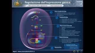 Biologia 14  Regolazione dellespressione genica [upl. by Nnaeerb]