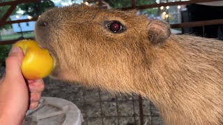 Capybaras Fighting Over Fruit SCARY Mukbang [upl. by Justina]