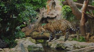 The Jaguar Life Secrets of the Jungles Stealthy Predator [upl. by Hurty]