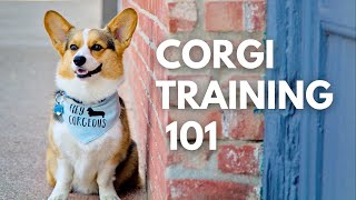 How to Train the Perfect Corgi  Three Simple Steps [upl. by Lellih292]