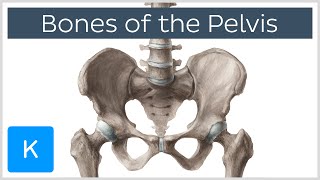 Bones of the Pelvis  Human Anatomy  Kenhub [upl. by Thinia750]