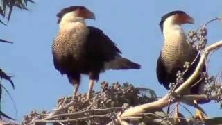 Los Guaraguaos Caracara cheriway [upl. by Nimajaneb]