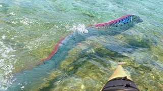 GIANT OARFISH FILMED IN MEXICO [upl. by Nilre]