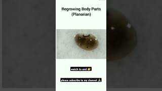 Regeneration body parts of planarian🦪🦪 [upl. by Ephram284]