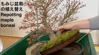 もみじ盆栽の植え替え Repotting maple bonsai [upl. by Idoj]