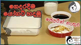 ගෙදරදීම යෝගට් හදමු ජෙලටීන් නැතුව  Homemade Yoghurt without Gelatin Baby Food Sinhala Recipes [upl. by Deadman]