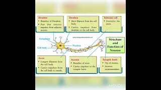 Neurons parts and function [upl. by Mahtal]