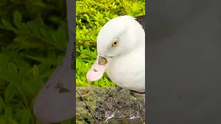 Radjah Shelduck  Bird Paradise Singapore [upl. by Connolly]