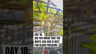 DAY 18 MISS DONNA GROWING WHITE CHO CHO IN LONDON ENGLAND chocho chayote food cooking garden [upl. by Day]