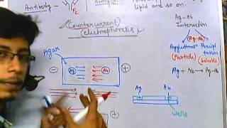 Immunoelectrophoresis counter current [upl. by Ayikan]