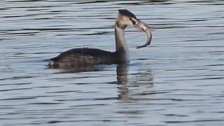 Fish is on the menu at Barton Broad [upl. by Ahsirhcal]