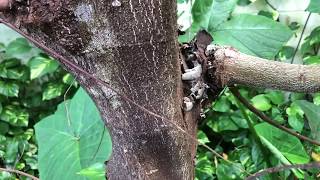 Jamaican Cherry Strawberry Tree  Freeze Damage 11 Months Later Muntingia Calabura [upl. by Lindeberg]