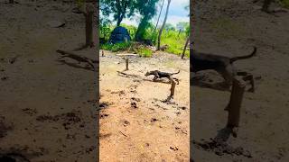 Dog vs monitar lizard 🦎 shortvideo dog lizardrd shorts animals subscribe short [upl. by Egap]