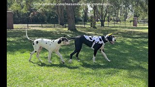 Funny Harlequin Great Dane Puppy amp Mantle Cow Spotty Dog Compare Spots [upl. by Engelhart]