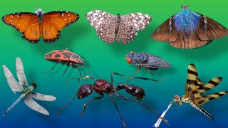 INSECTOS CON LA R 🦗🐛 NOMBRES DE INSECTOS QUE EMPIEZAN CON LA LETRA R 🦗🪳🪲 [upl. by Jacenta]