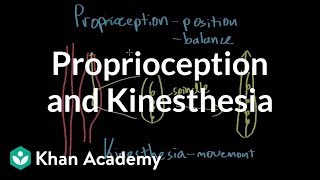 Proprioception and kinesthesia  Processing the Environment  MCAT  Khan Academy [upl. by Schmidt]