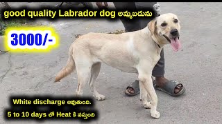 top quality Lab dog for sale in telugu 70758 45056 aj pets [upl. by Kaycee615]