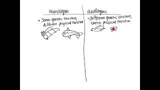 Notes Homologous vs Analogous Structures [upl. by Naahs]