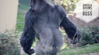 Silverback Gorilla Beats His Chest So Loud amp Display  Shabani  Higashiyama Zoo [upl. by Eetnod]