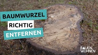 Gartentipp Baumwurzeln richtig entfernen  Stockfräsen Wurzeln entfernen ohne ausgraben [upl. by Hurty]