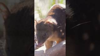 Spot the Spottedtailed Quoll [upl. by Marie-Jeanne273]