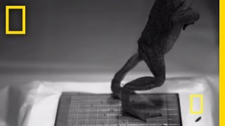 Frog Jumps Caught in SlowMotion  National Geographic [upl. by Katz]