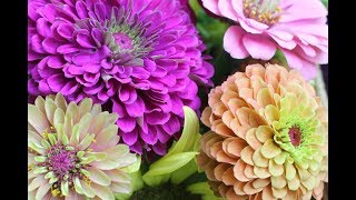 Pinching Zinnias For Bushy Plants And More BloomsGrowing Zinnia Flowers [upl. by Crescint]