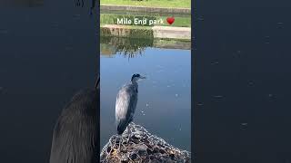 Mile End Park ♥️shorttravel nature adventureswithvictoria  Beautiful England [upl. by Ahsekyw143]